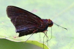 Thracides nida