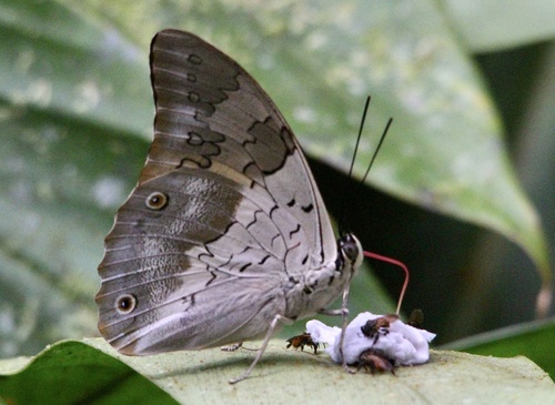 Subespecies Prepona laertes laertes · iNaturalist Mexico