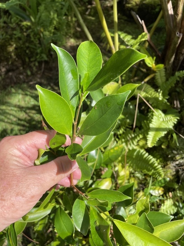 Ficus microcarpa observed 2022-11-24