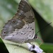 Shaded-blue Leafwing - Photo (c) AJ Johnson, some rights reserved (CC BY-NC), uploaded by AJ Johnson