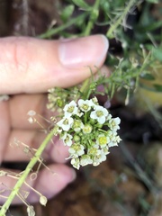 Lobularia maritima