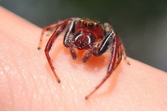 Opisthoncus quadratarius