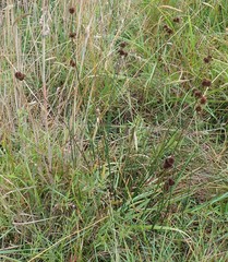 Juncus bolanderi