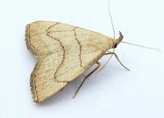 Macrochilo litophora