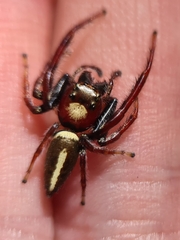 Opisthoncus quadratarius