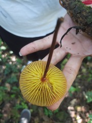 Heimiomyces tenuipes