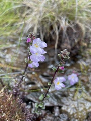 Euphrasia amplidens