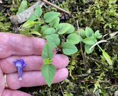 Torenia asiatica
