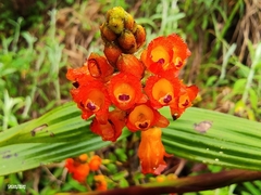 Elleanthus aurantiacus