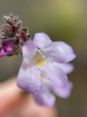 Euphrasia amplidens