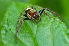 Opisthoncus quadratarius