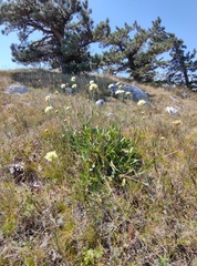 Cephalaria coriacea