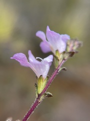 Euphrasia amplidens