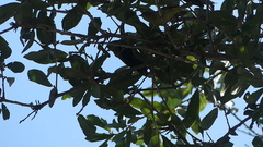 Leiothlypis celata