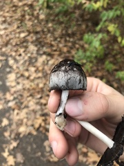 Lanatulae
