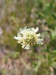 Cephalaria coriacea