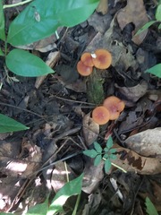 Heimiomyces tenuipes