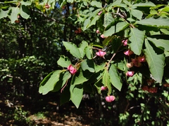 Euonymus latifolius