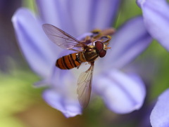 Episyrphus viridaureus