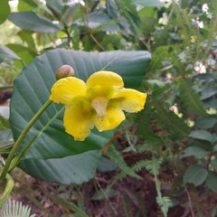 Dillenia suffruticosa