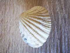 Gafrarium pectinatum