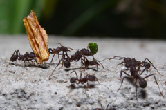 Acromyrmex