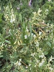 Astragalus tenellus
