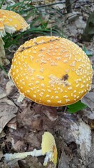 Amanita