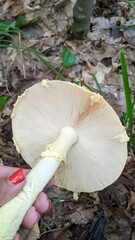 Amanita