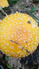 Amanita