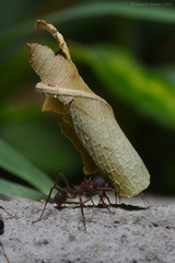 Acromyrmex