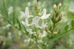 Astragalus tenellus