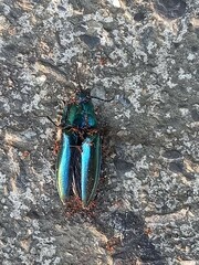 Campsosternus auratus