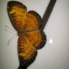 Mazia amazonica