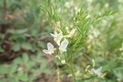Astragalus tenellus