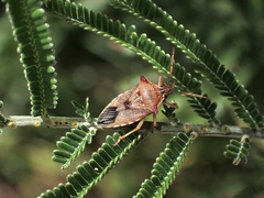 Oechalia schellenbergii
