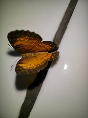 Mazia amazonica