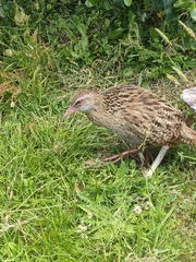 Gallirallus australis