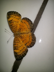 Mazia amazonica