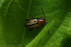 Disonychodes exclamationis