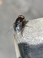 Australophyra rostrata