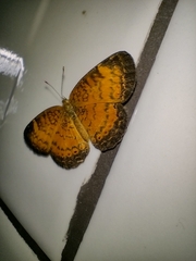 Mazia amazonica
