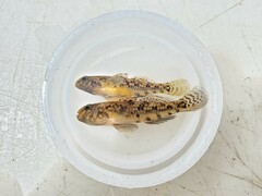 Redigobius bikolanus