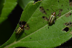 Disonychodes exclamationis