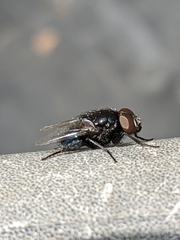 Australophyra rostrata