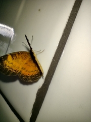 Mazia amazonica