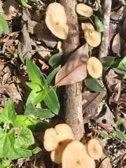 Lentinus