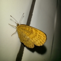 Mazia amazonica