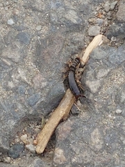 Euborellia annulipes