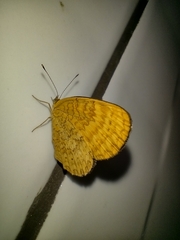 Mazia amazonica